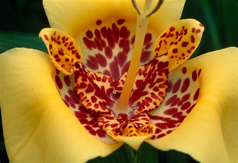 Tigridia - Tigerblume, Pfau-Tiger-Blume, Shell-Blume